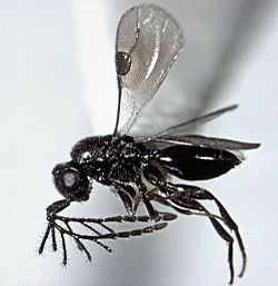  Dendrocerus sp. mâle