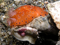  Dendrodoris guttata