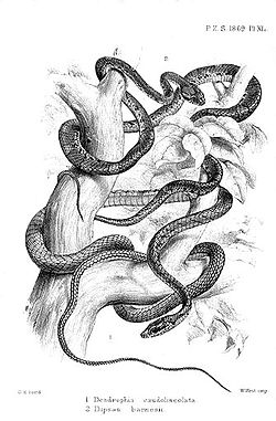  Dendrelaphis caudolineatus, serpent en bas de l'image