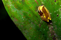 Dendropsophus bifurcus