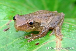  Dendropsophus columbianus