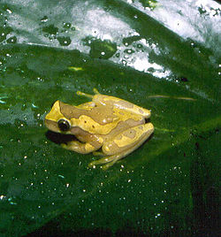  Dendropsophus ebraccata