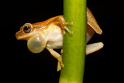  Dendropsophus microcephalus mâle