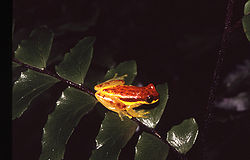  Dendropsophus rhodopeplus