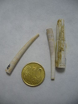  Dentalium sp. fossiles