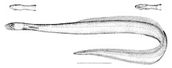  Derichthys serpentinus