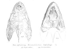  Dessin du crâne de l'holotype, par O. P. Hay