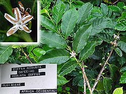  Coffea canephora