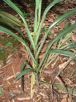  Dianella ensifolia 