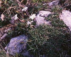  Dianthus petraeus