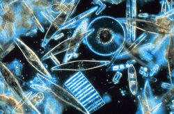  Diatomées marines vues au microscope