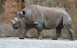  Rhinocéros noir