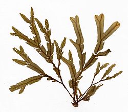  Échantillon d'herbier de Dictyopteris polypodioides (hauteur 12 cm)