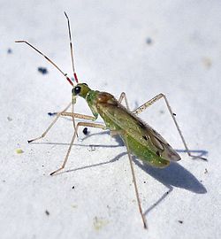  Dicyphus epilobii