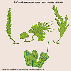  Didymogossum cuspidatum