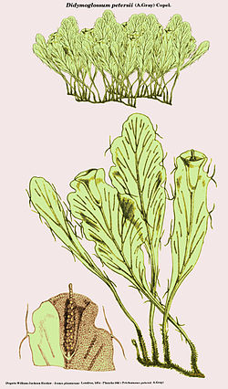  Didymogossum petersii