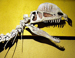  Crâne de Dilophosaurus, Museo Tyrrell.