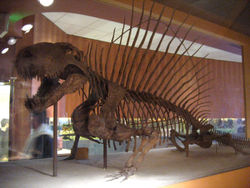 Reconstitution de Dimetrodon grandisau National Museum of Natural History