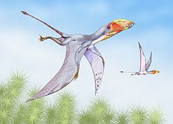  Dimorphodon (Dimorphodon sp.)