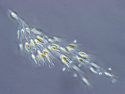  Dinobryon sp. cet organisme d'eau douceest une des nombreuses algues vivanten colonie