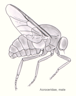  Acroceridae sp.