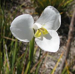 Diplarrena_moraea