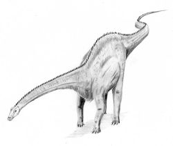  Diplodocus
