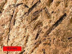  Amplexograptus, Ordovicien découvert en USA