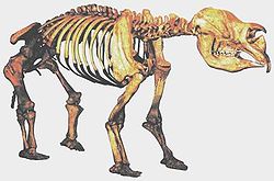  — moulage du squelette d'un diprotodon —