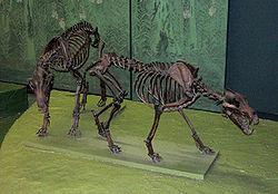  Fossiles de Canis dirus, National Museum of Natural History, Washington, DC