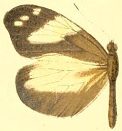  Dismorphia crisia crisia femelle