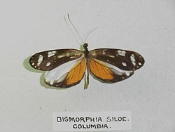 Dismorphia theucharila siloe