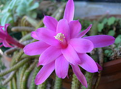 Aporocactus flagelliformis en fleurs