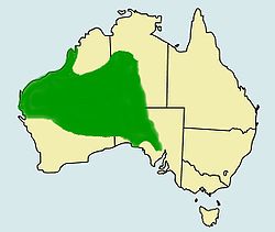 Distribution of pogona minor.jpg