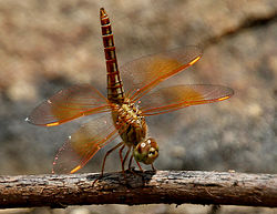  Brachythemis contaminata femelle