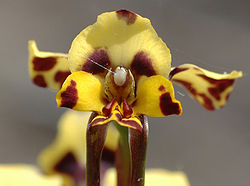  Diuris maculata