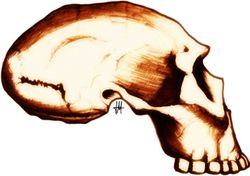 Homo georgicus, crâne D2282
