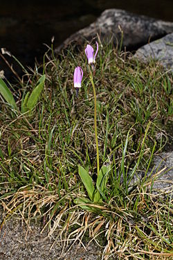  Dodecatheon jeffreyi