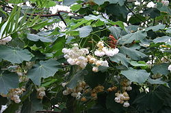  Dombeya burgessiae