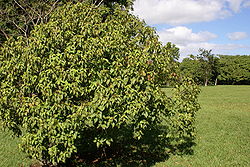 Dombeya mauritiana, specimen planté au jardin de Pamplemousses
