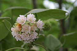  "pompon" floral de Dombeya pilosa