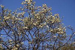 Dombeya rotundifoliaen fleurs