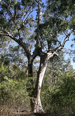 Eucalyptus michaeliana