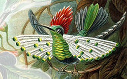 Lophornis gouldii (en bas)sur une planche de Ernst Haeckel