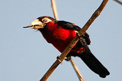  Barbican bidenté (Lybius bidentatus)