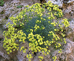 Draba longisiliqua 