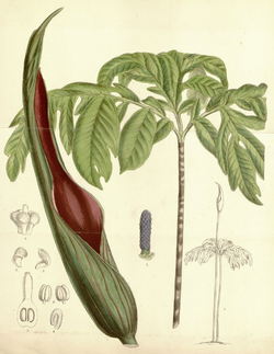  Dracontium spruceanum