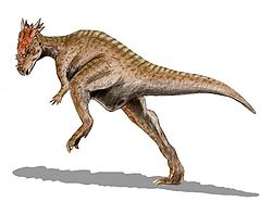  Reconstitution de Dracorex