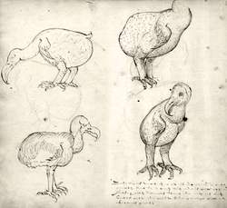  Les dessins les plus anciens (1601-1603).[1]