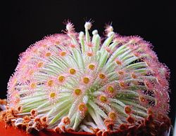  Drosera derbyensis